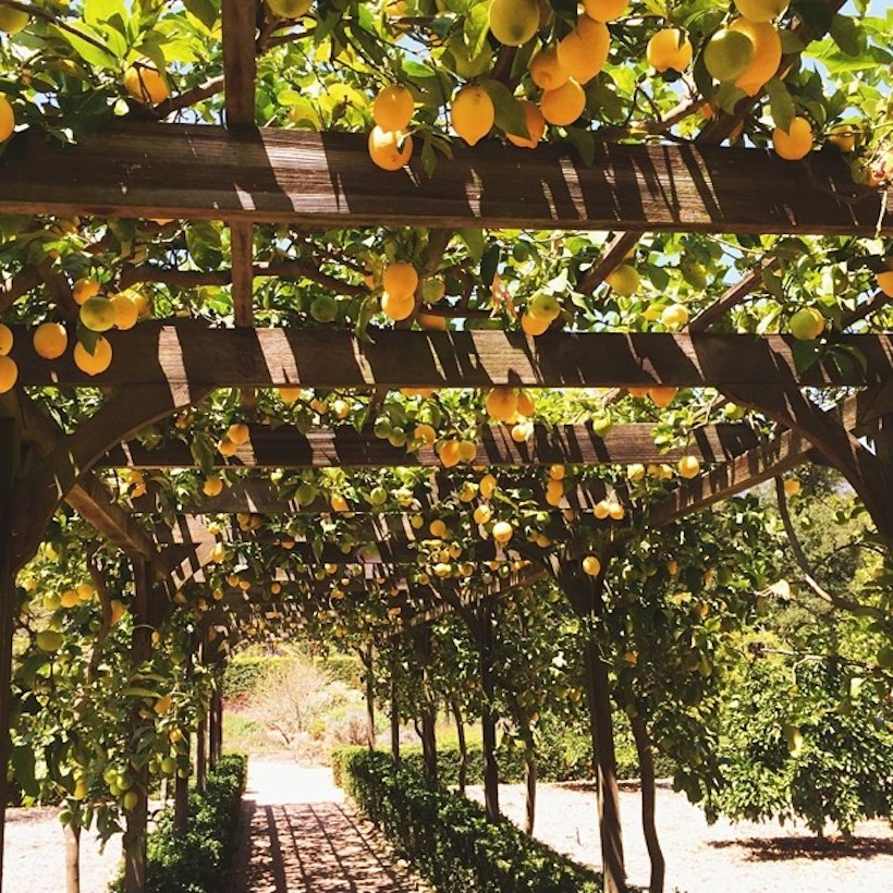 pergola with lemons